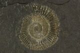 Dactylioceras Ammonite Fossil - Posidonia Shale, Germany #100274-1